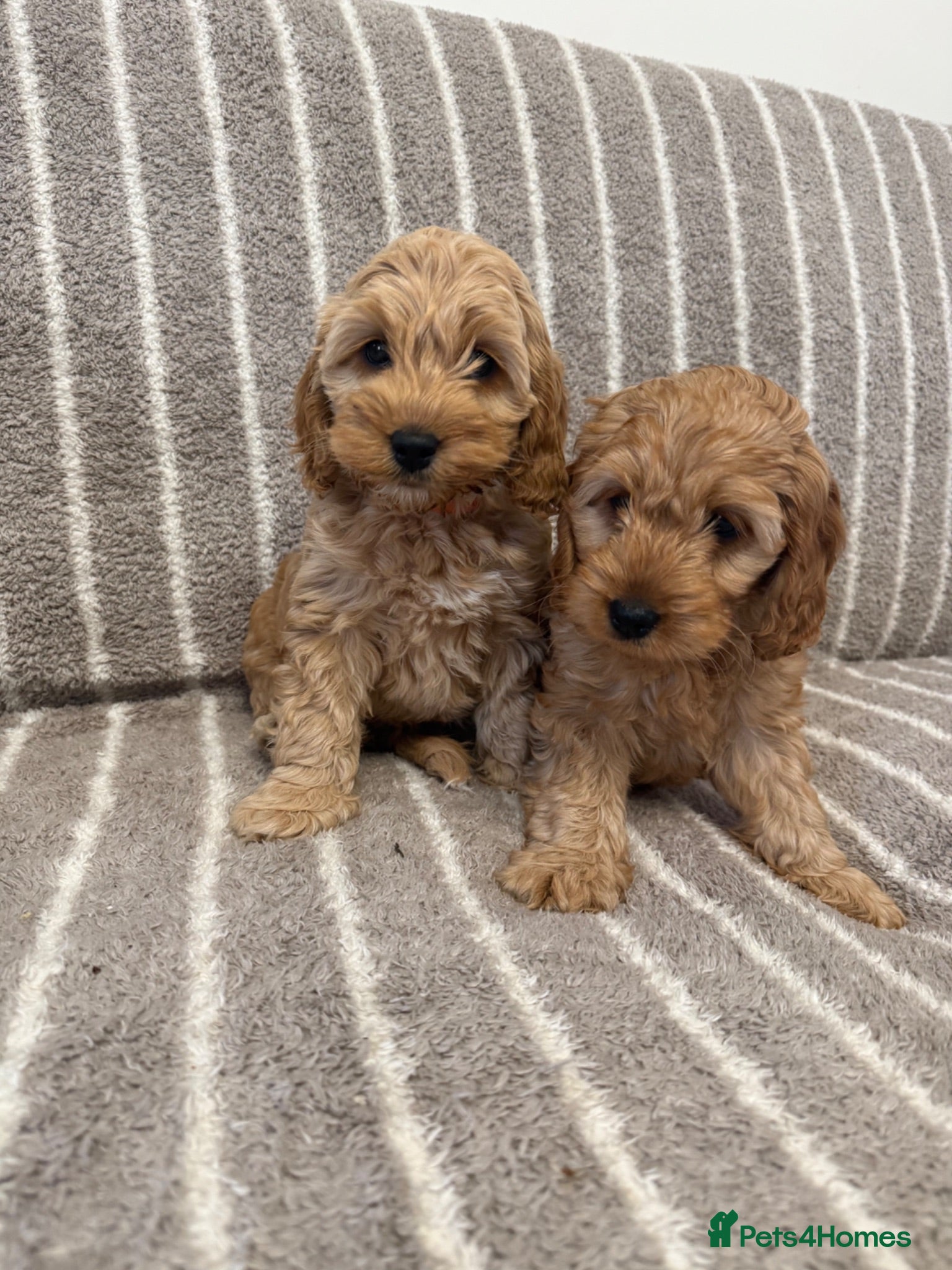 Cockapoo dogs Tri Colour-F1 Cockapoos🌟last Girl 🌟Health tested - Advert 17