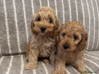 Cockapoo dogs Tri Colour-F1 Cockapoos🌟last Girl 🌟Health tested - Advert 17