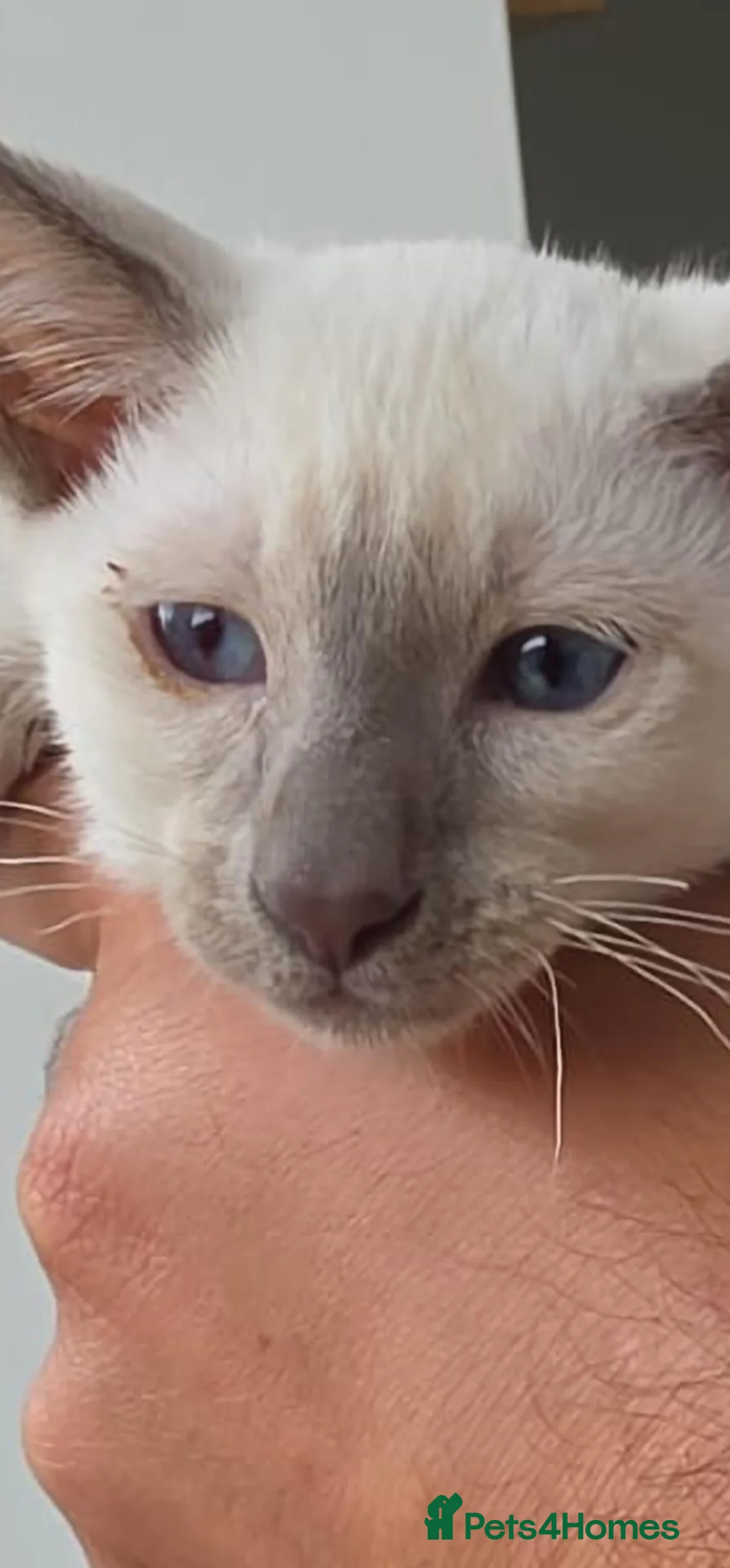 Siamese cats for sale: Beware⚠️ Dream Home farm in Spalding - Advert 3