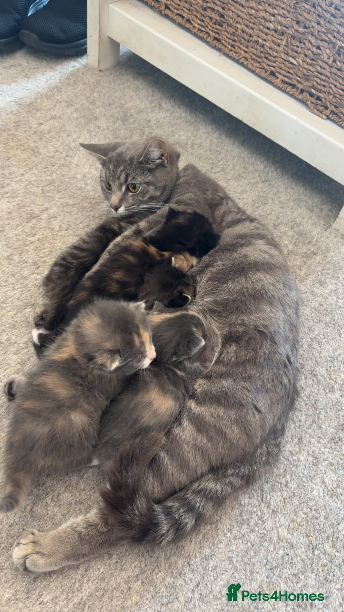 Mixed Breed cats for sale: Gorgeous tri coloured kittens - Advert 1