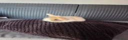 French Lop rabbits for sale: Mini Lop/Teddy Lionhead - Advert 2