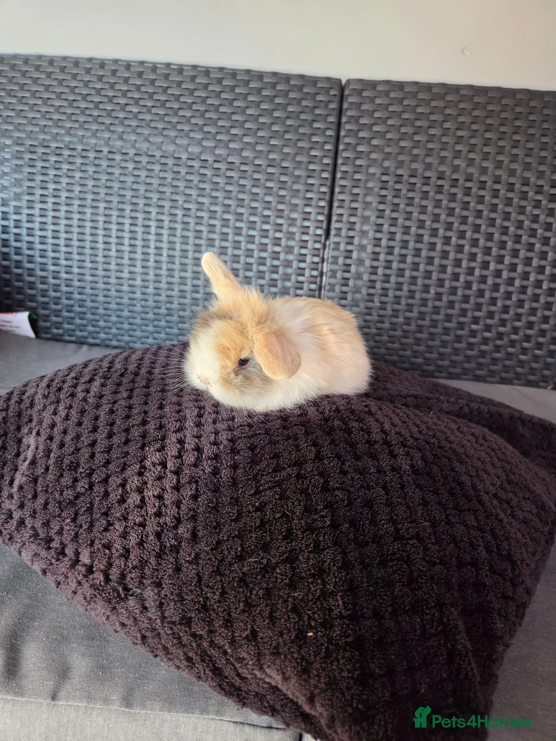 French Lop rabbits for sale: Mini Lop/Teddy Lionhead - Advert 2