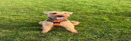 Airedale Terrier dogs for stud: (PROVEN STUD) Samcajo Gandalf the Wise in Durham - Advert 2