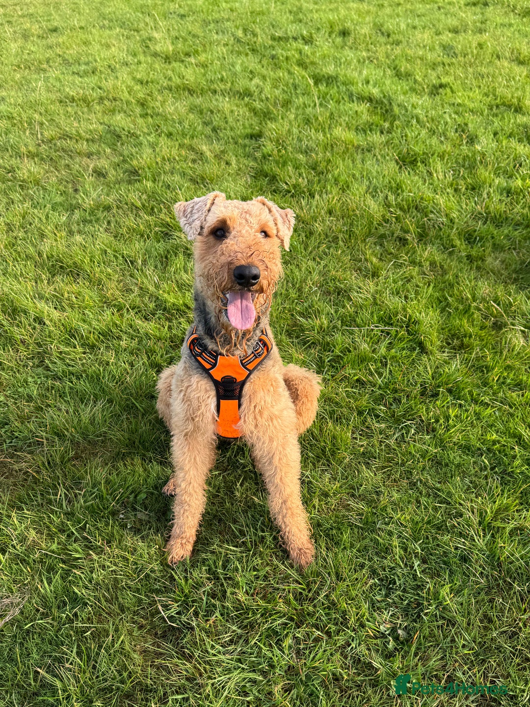 Airedale Terrier dogs for stud: (PROVEN STUD) Samcajo Gandalf the Wise in Durham - Image 2