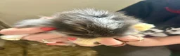 Mini Lion Lop rabbits for sale: 6 mini lion head lop eared rabbits. Boys and girls - Advert 5