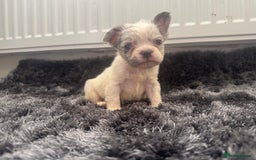 French Bulldog dogs for sale: French bulldogs - Image 28