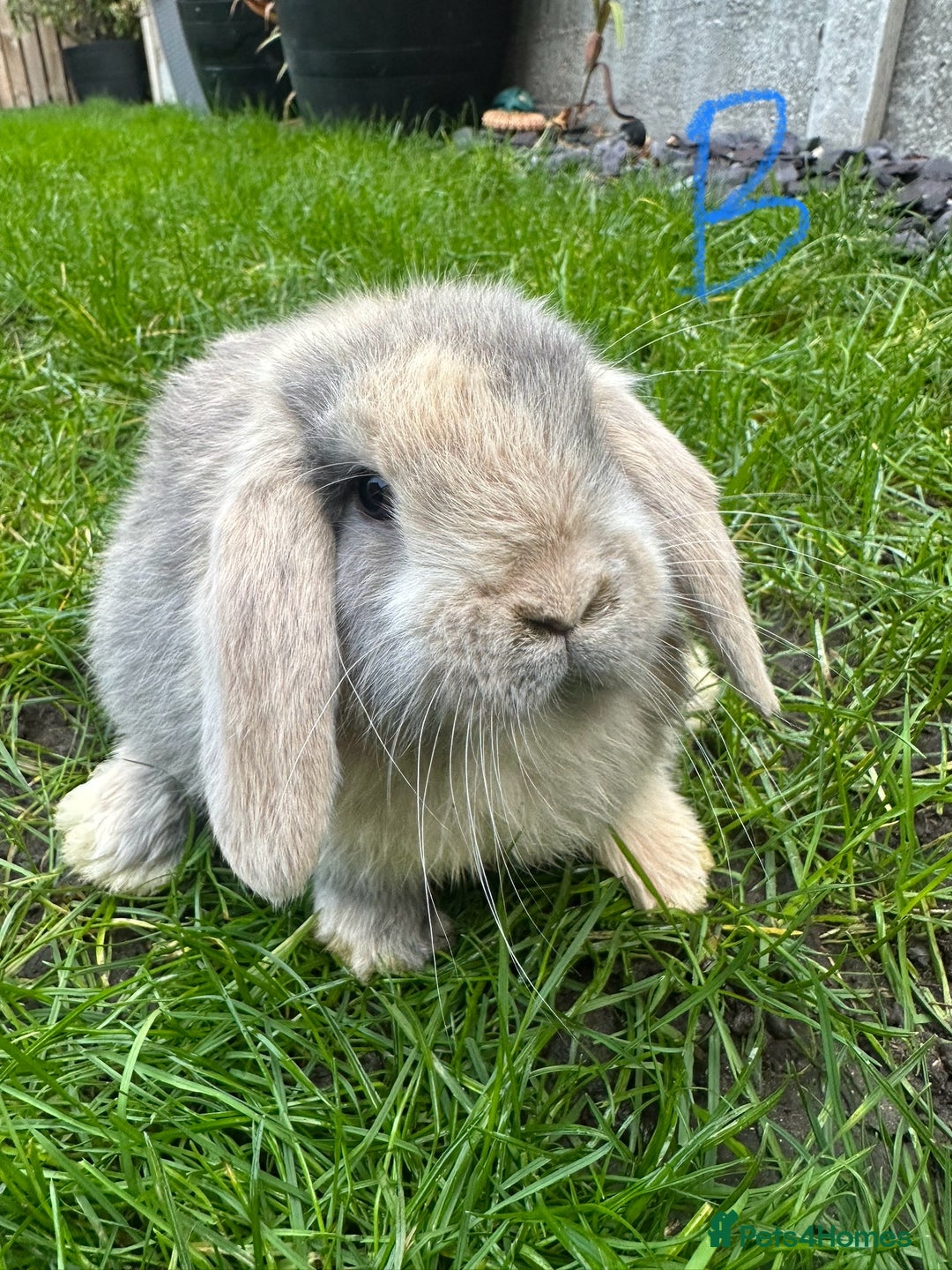 Mini Lop rabbits for sale: Mini Lop Rabbits For Sale  - Advert 9