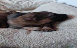 German Shepherd dogs for sale: 7  beautiful german shephered pups  - Image 22