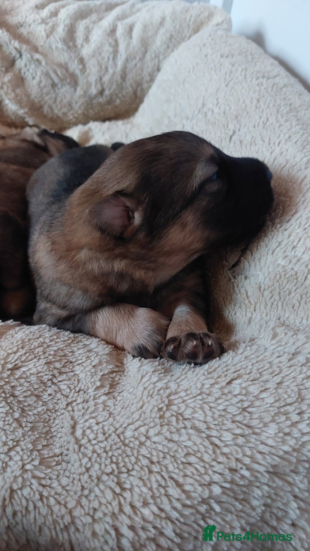 German Shepherd dogs for sale: 7  beautiful german shephered pups  - Image 22