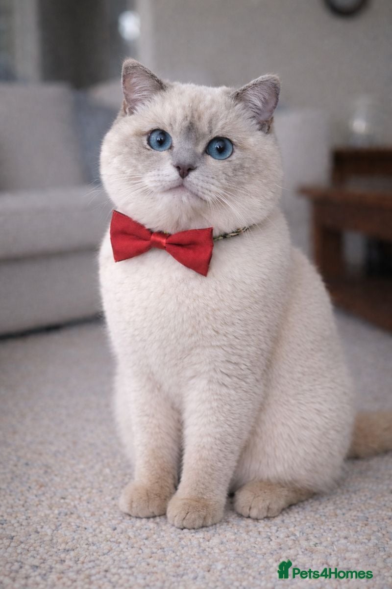 British Shorthair cats Pedigree White British Shorthair - Colourpoint BSH - Advert 7