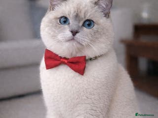 British Shorthair cats Pedigree White British Shorthair - Colourpoint BSH - Advert 7