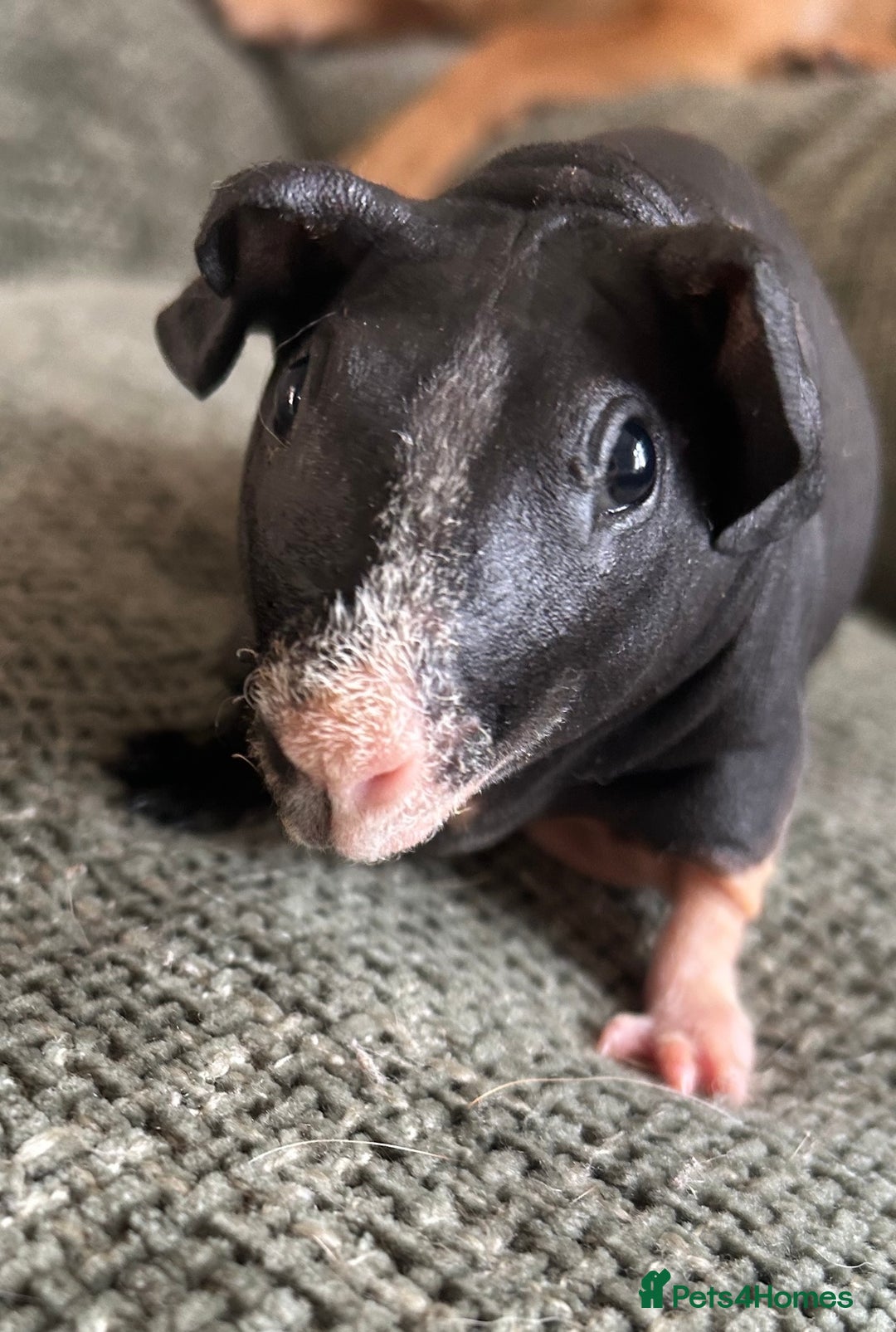Guinea Pig rodents for sale: Pretty female skinny pig for sale ready now  - Image 1