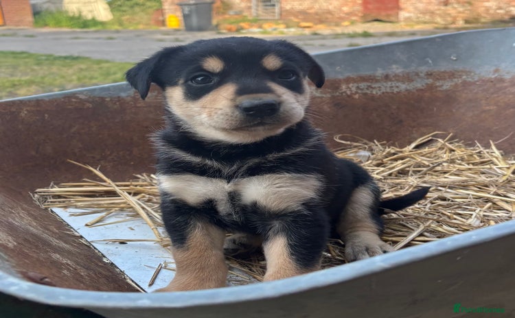 Mixed Breed dogs - Advert 4