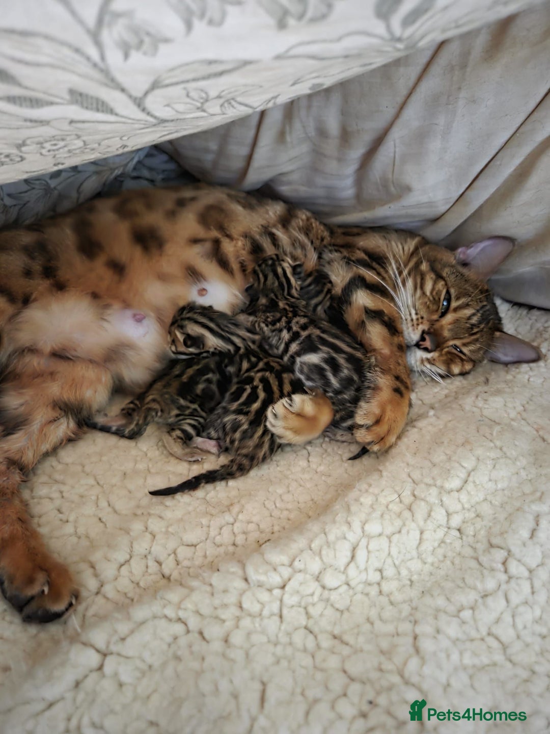 Bengal cats for sale: Gorgeous TICA Bengal Kittens - Ready 15/01/2026 - Advert 4