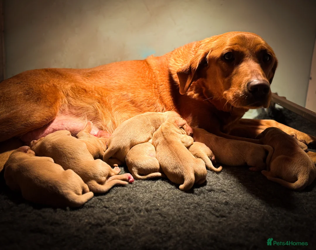 Goldador dogs for sale: Beautiful Red Goldador Puppys DNA Clear - Advert 3