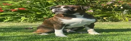 Boxer dogs for stud: Health tested proven boy for stud - Advert 3