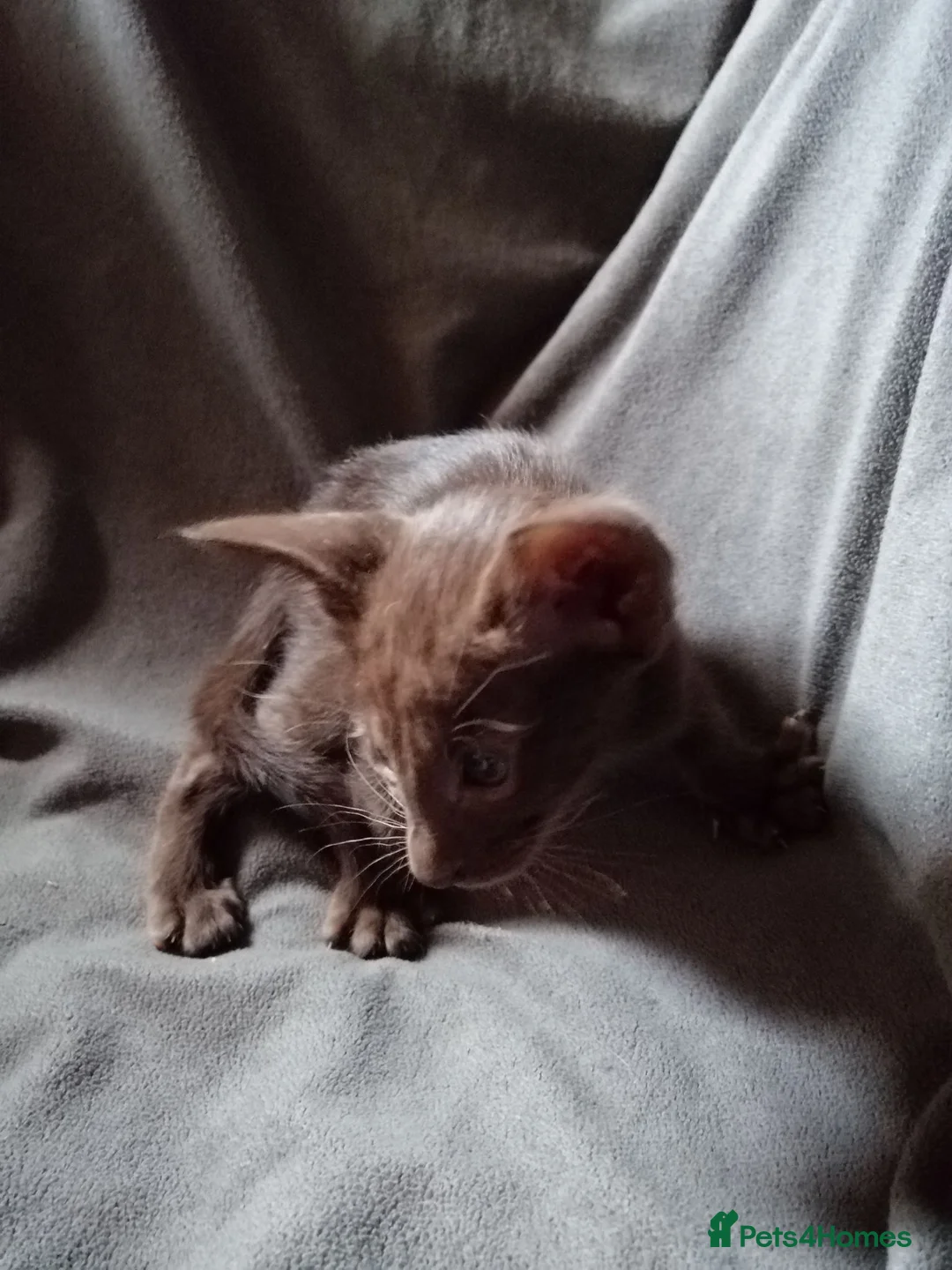 Oriental cats for sale: Oriental Siamese kittens gccf - Advert 27