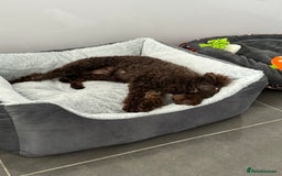Toy Poodle dogs for sale: Chocolate Toy poodle girl  - Image 6