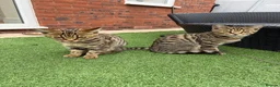 Mixed Breed cats for sale: 2 Kittens for sale - Advert 3