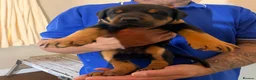 Dobermann dogs for sale: Dobermann puppies available - loving homes wanted  - Advert 8