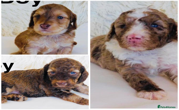 Cockapoo dogs - Advert 8