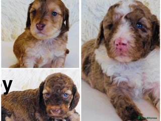 Cockapoo dogs - Advert 10