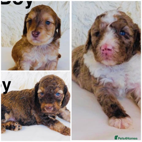 Cockapoo dogs - Advert 1