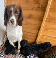 Sproodle dogs - Advert 6