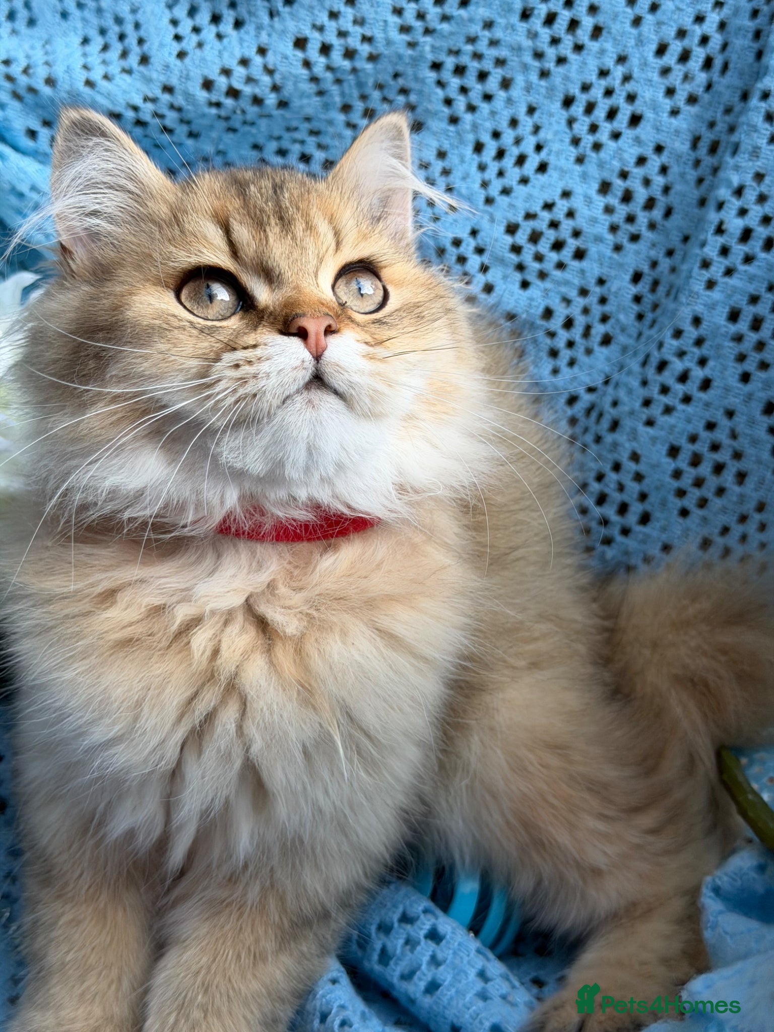 British Longhair cats British Longhair golden kittens TICA - Advert 11