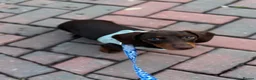 Miniature Dachshund dogs for sale: Beautiful Miniature Dachshund male - Advert 6