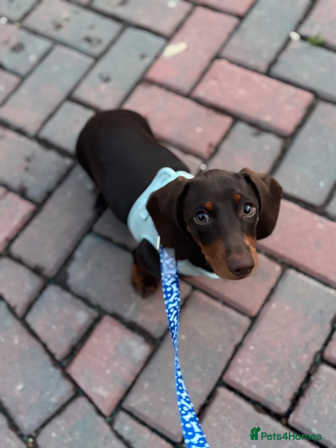 Miniature Dachshund dogs for sale: Beautiful Miniature Dachshund male - Advert 6