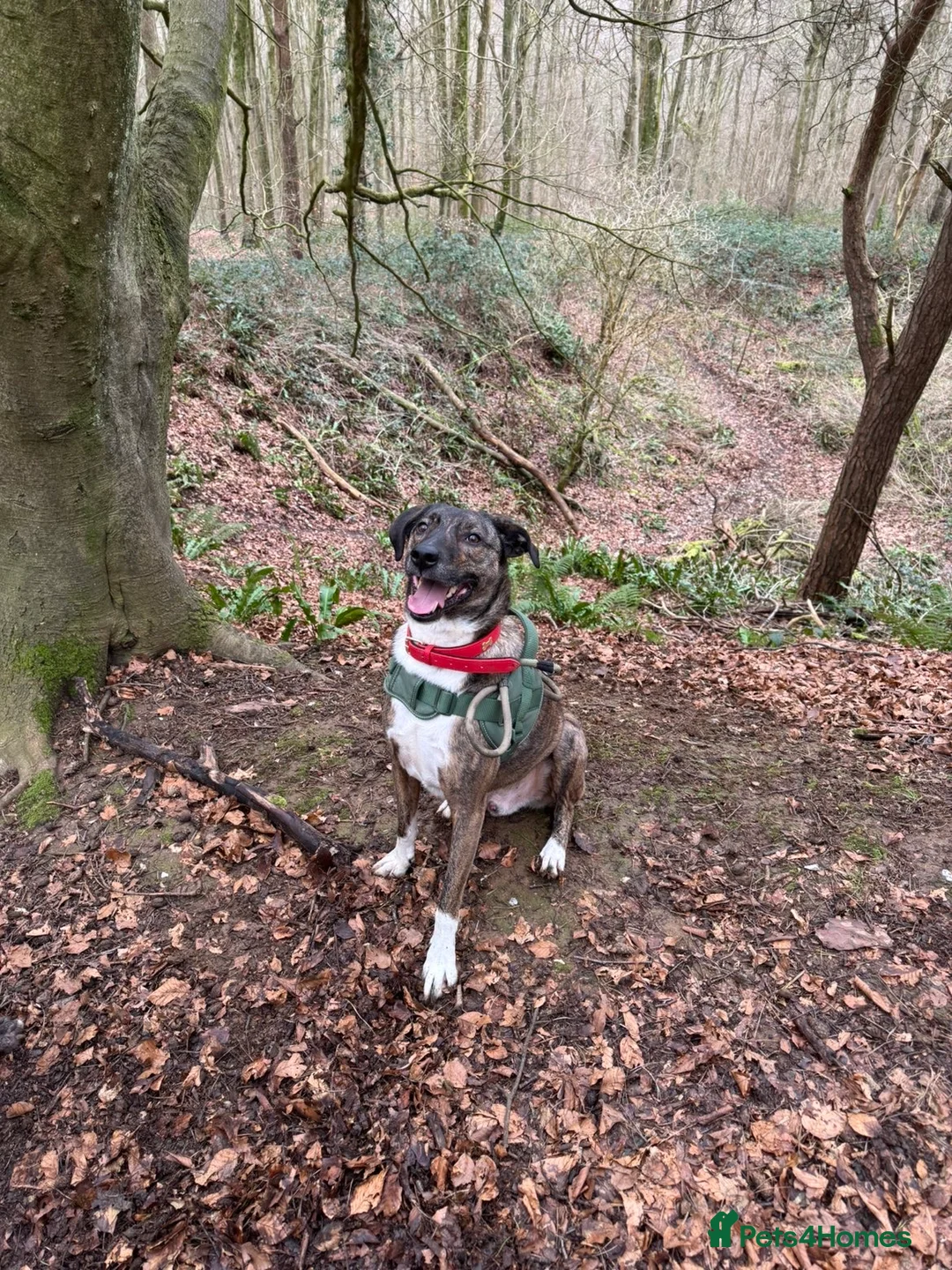 Mixed Breed dogs for sale: Harry in Eastbourne - Advert 2