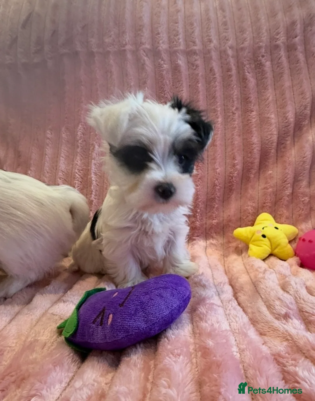 Yorkshire Terrier dogs for sale: Miniature Yorkshire Terrier Puppies  - Advert 18