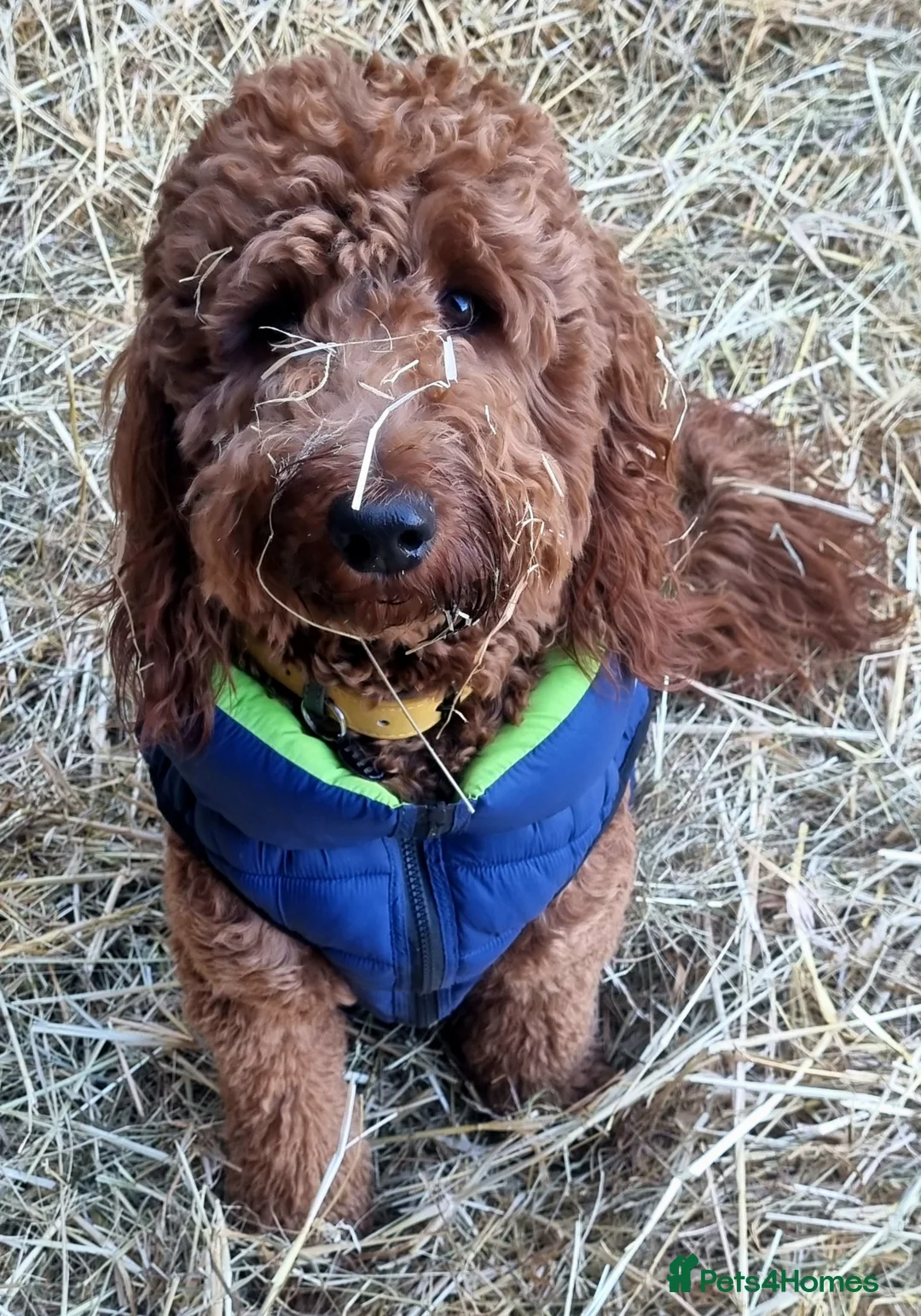Irish Doodle dogs for stud: Irish Doodle Stud, Proven, DNA & Hip Tested in Tamworth - Advert 5