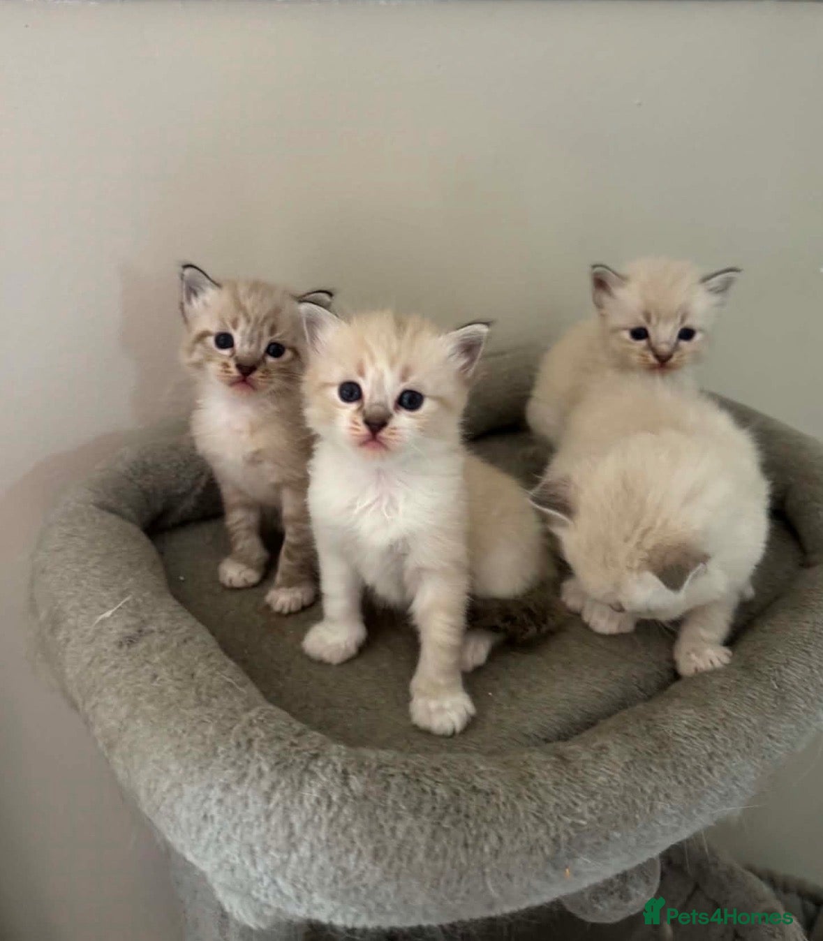 Ragdoll cats Lovely blue eyed lynx ragdolls kittens  - Advert 2
