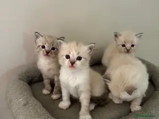 Ragdoll cats Lovely blue eyed lynx ragdolls kittens - Advert 2