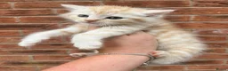 Maine Coon cats for sale: Maine coon x British short hair kittens  - Advert 4