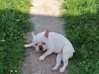 French Bulldog dogs - Advert 4