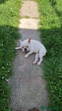 French Bulldog dogs - Advert 6