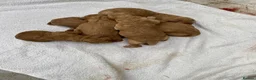 Labradoodle dogs for sale: Miniature Red Labradoodles - Advert 7