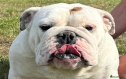 English Bulldog dogs for sale: Champion sired female bulldog for sale  - Image 1