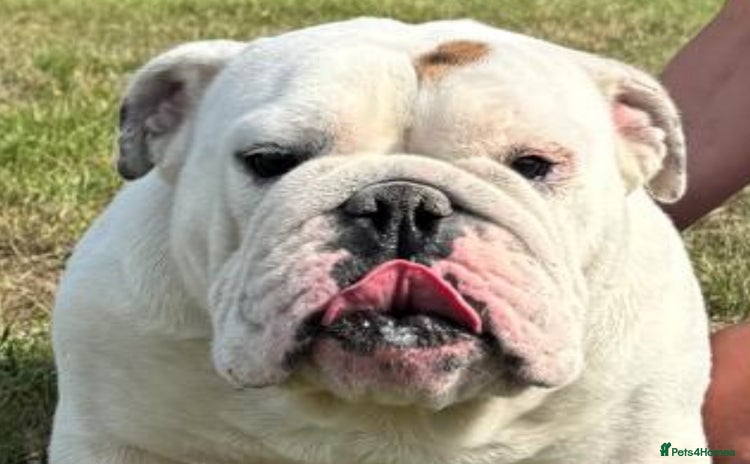 English Bulldog dogs - Advert 1