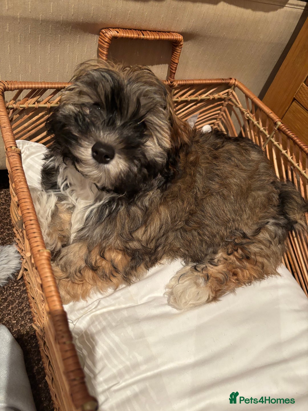 Havanese dogs for sale: KC registered gorgeous male havanese puppy  - Advert 6