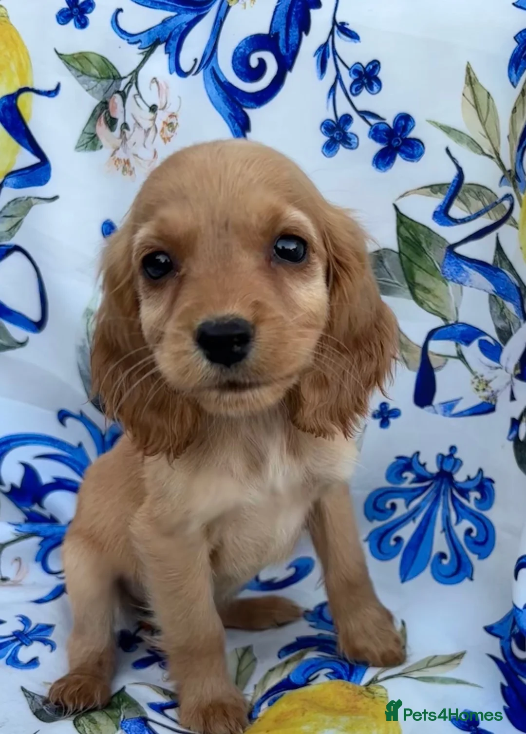 Cocker Spaniel dogs for sale: Beautiful show spaniels for sale  - Advert 6