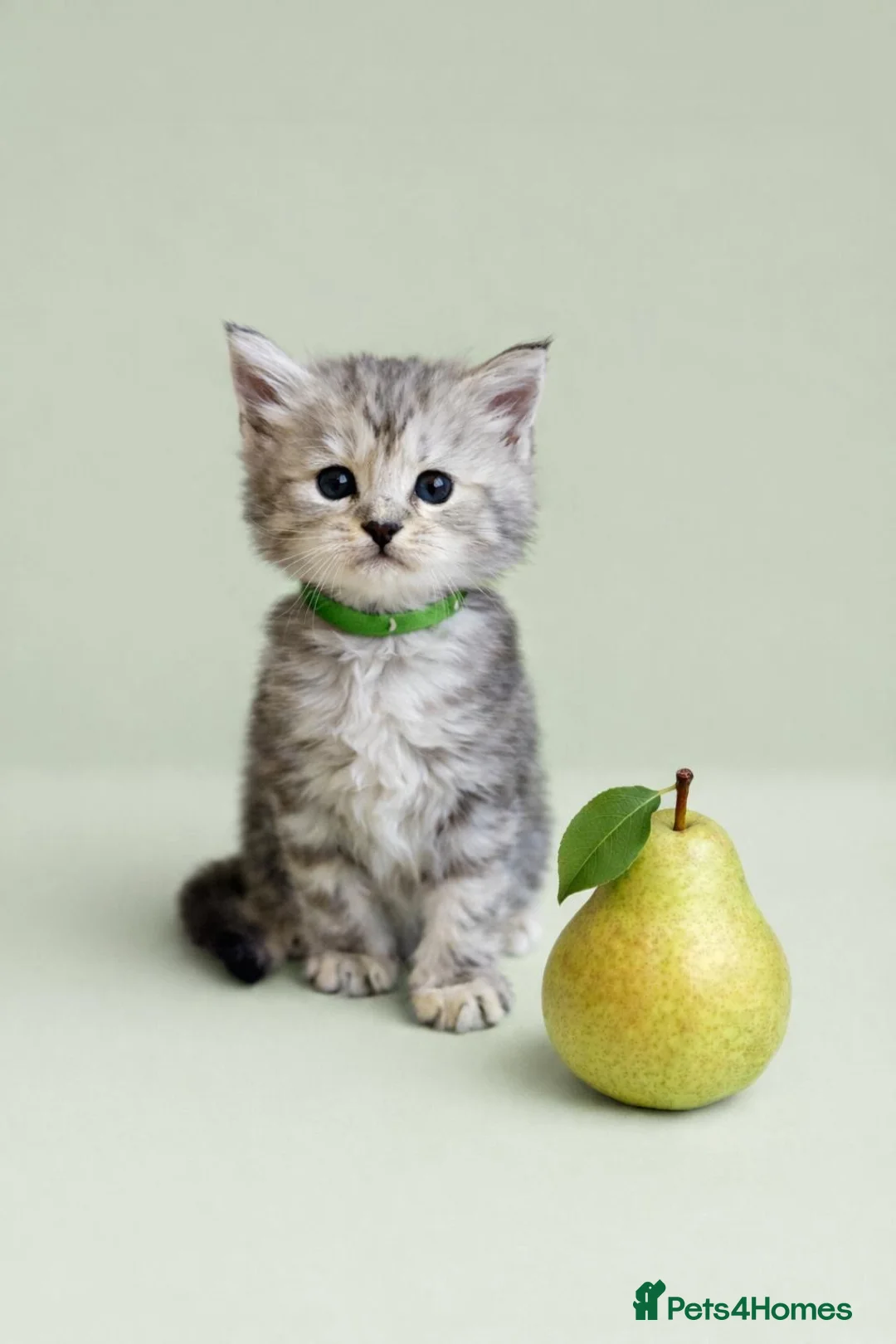 Maine Coon cats for sale: Beautiful Silver tabby Maine coon girls - Advert 15