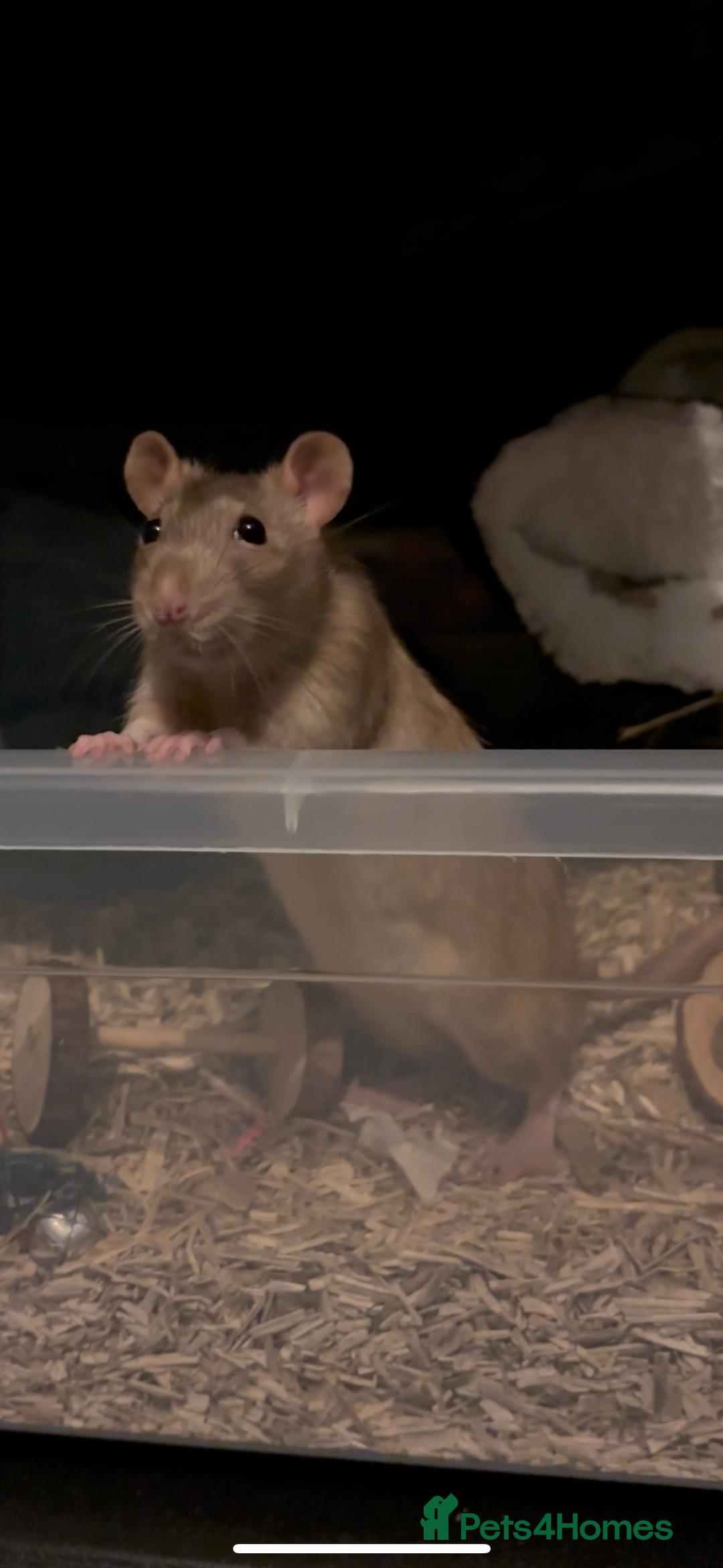 Rat rodents for sale: Free to a good home! - Image 2
