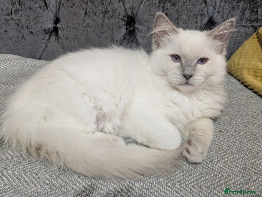 Ragdoll cats for sale: 💛*GCCF Registered *💛Pedigree Ragdoll kittens - Image 11