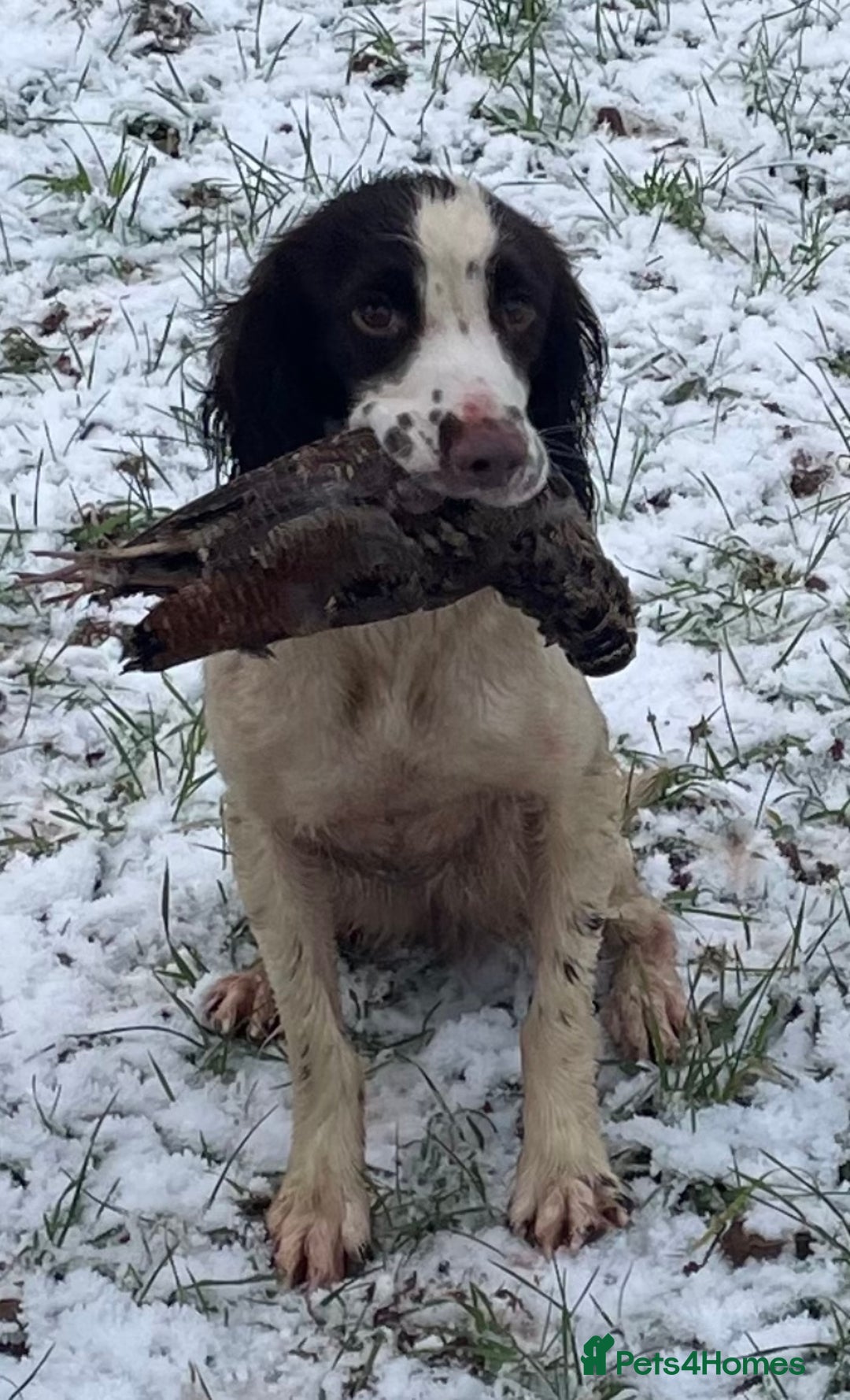 Sprocker dogs for sale: Adorable sprockers  - Image 17