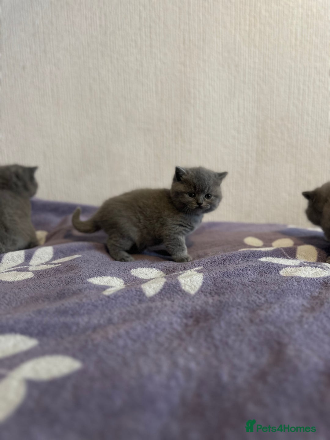 British Shorthair cats for sale: 4 British Shorthair  - Advert 3