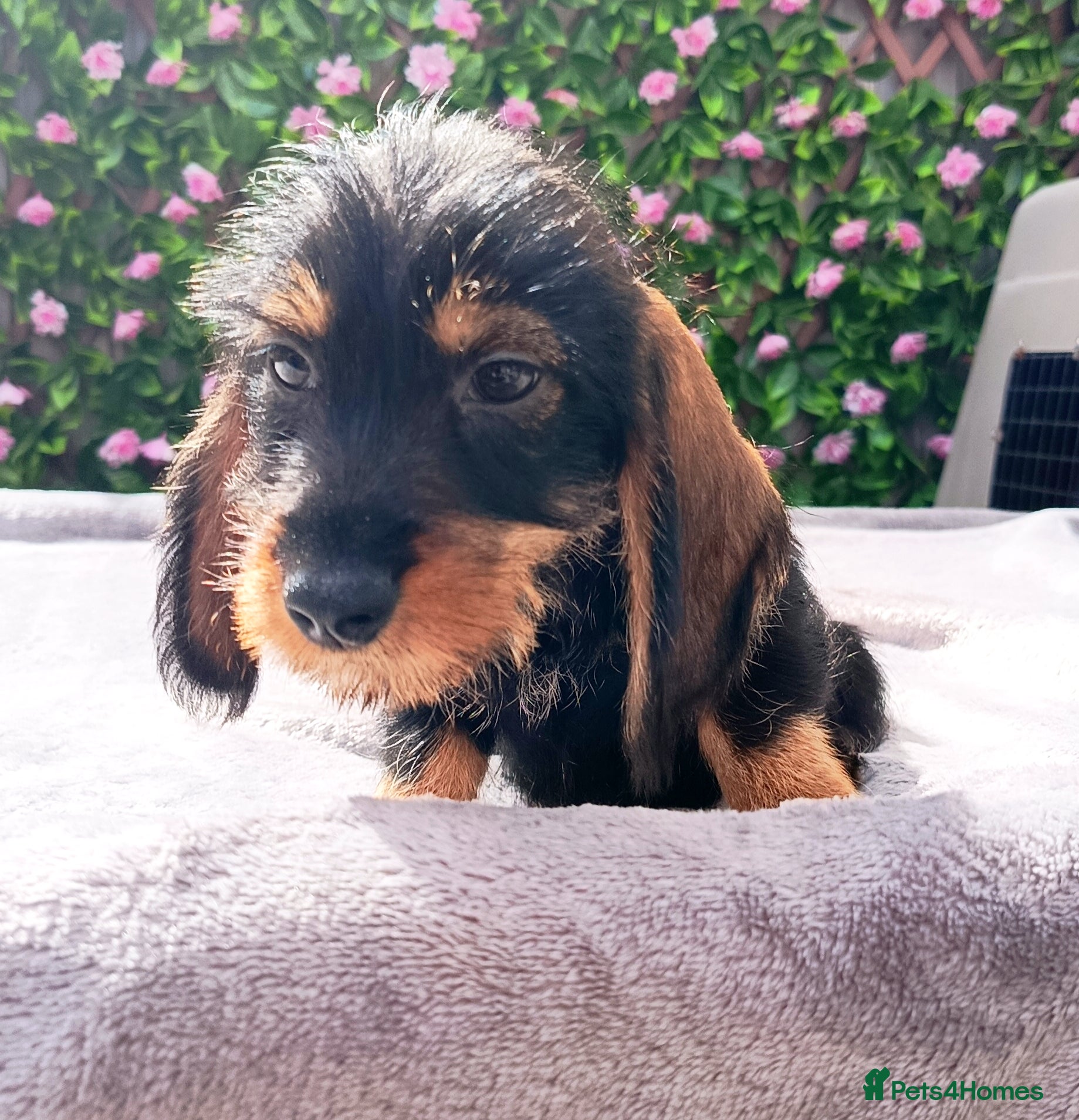Miniature Dachshund dogs READY NOW MINI WIRE KC REG LAFORA PRA CLEAR - Advert 2